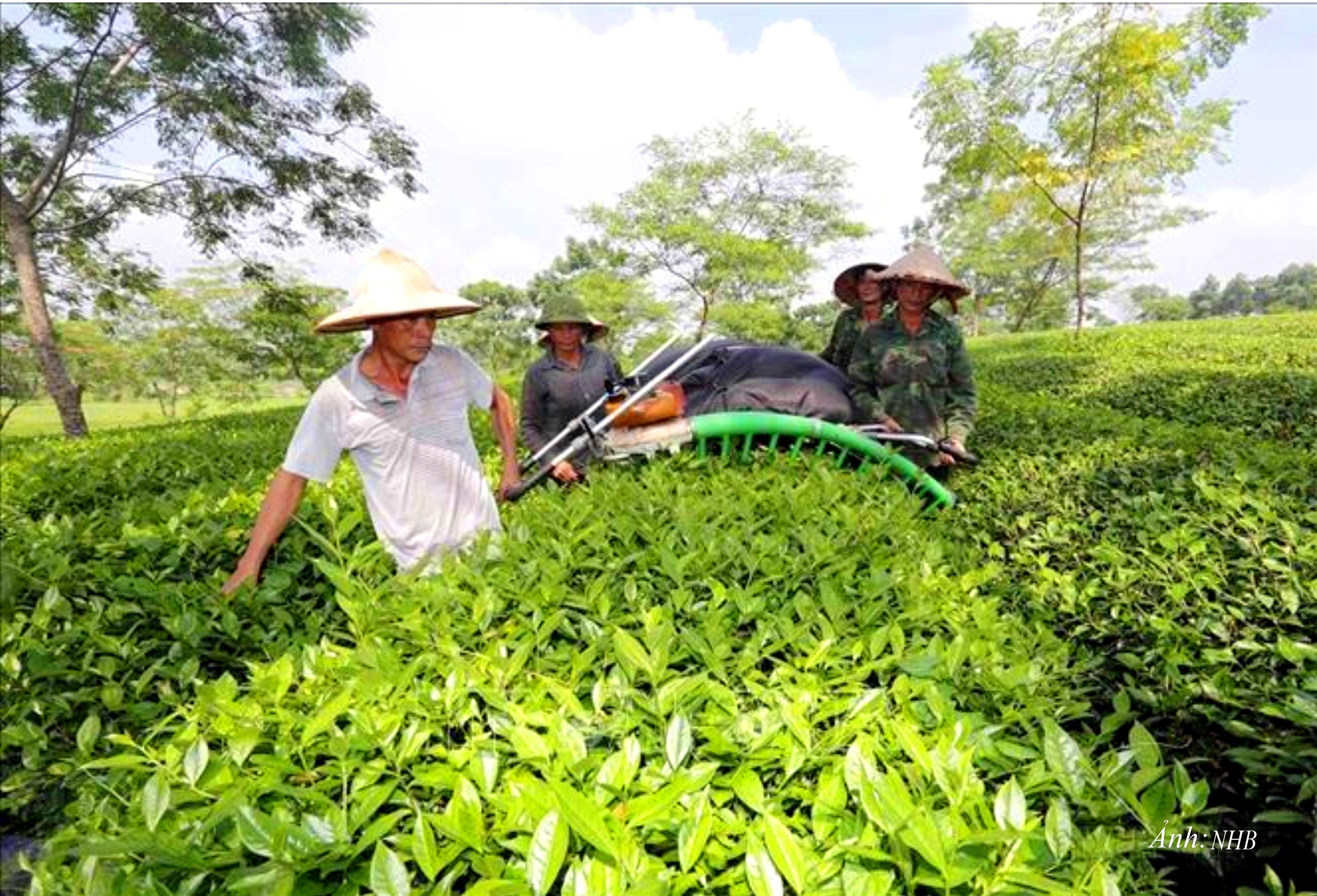 GN5. Chè Tuyên Quang nổi tiếng, mang lại thu nhập đáng kể cho nhiều gia đình