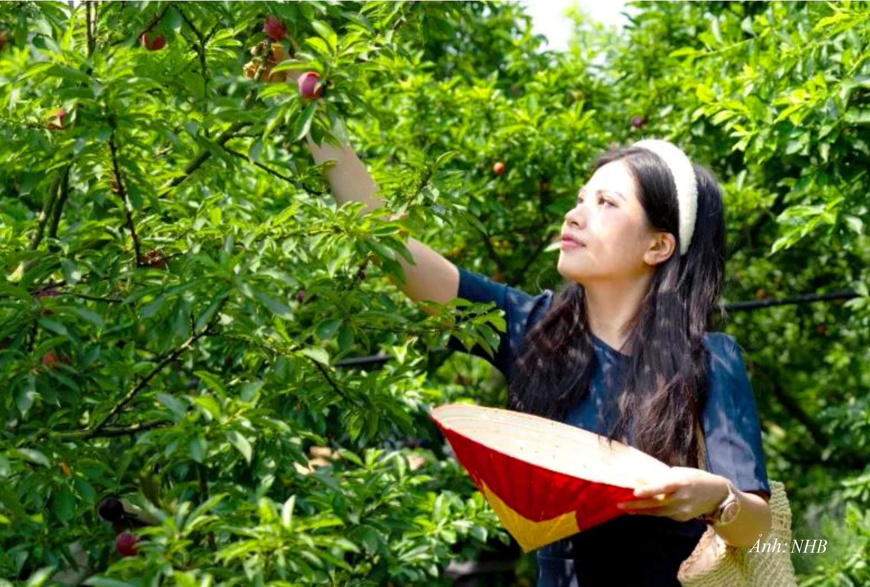 GN6. Du lịch ngày càng giúp Sơn La giảm nghèo nhanh và bền vững. Du khách trải nghiệm hái mận hậu trên cao nguyên Mộc Châu, Sơn La