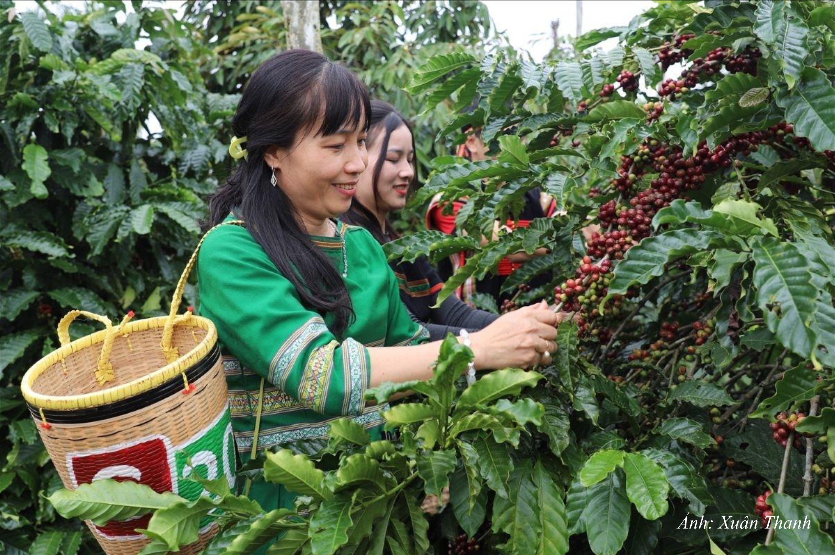 GN11. Nhiều nông dân tỉnh Đắk Lắk thoát nghèo và vươn lên nhờ Cà phê