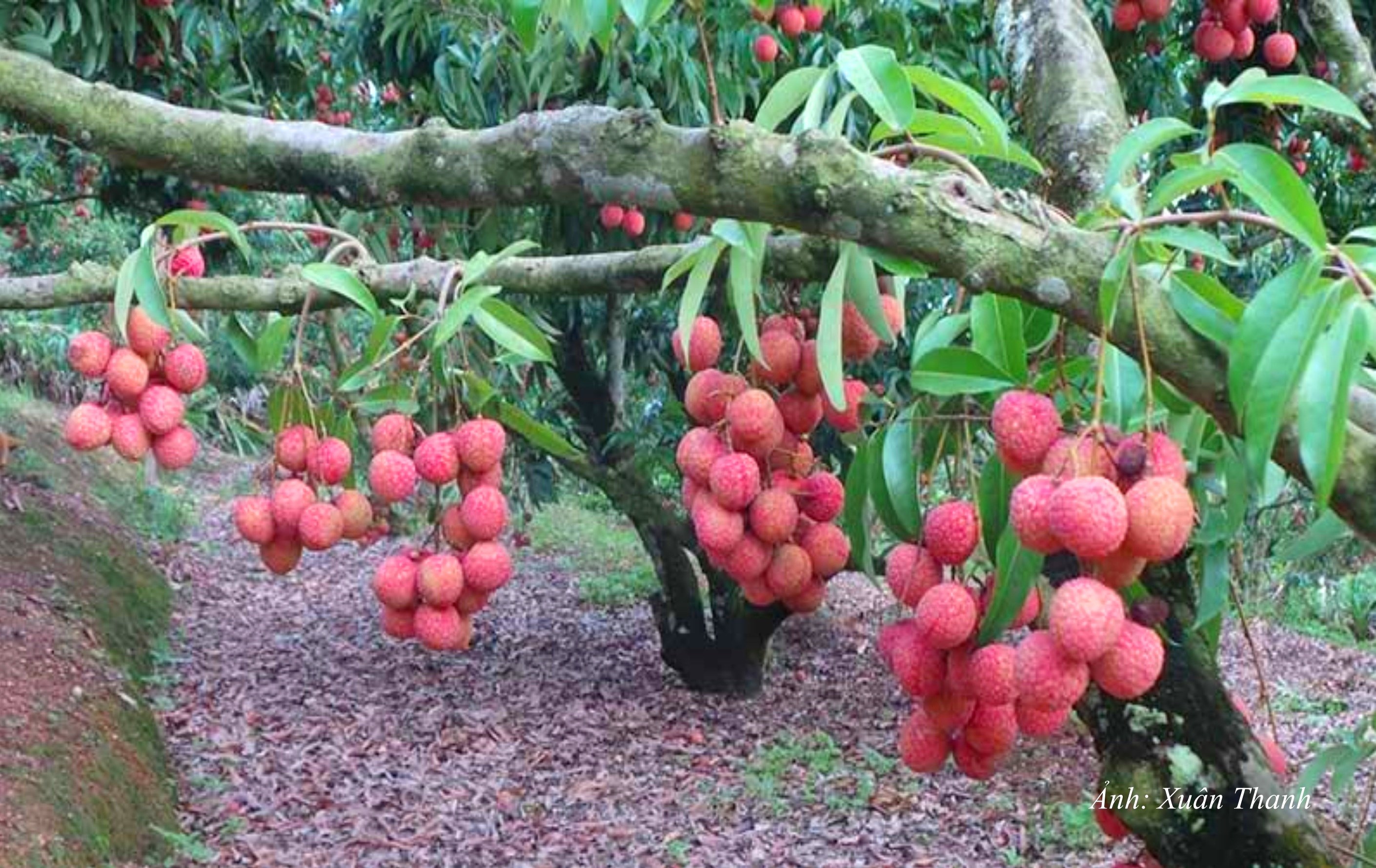 GN3. Nhiều gia đình giàu lên nhanh chóng từ vải thiều Lục Ngạn, Bắc Ninh