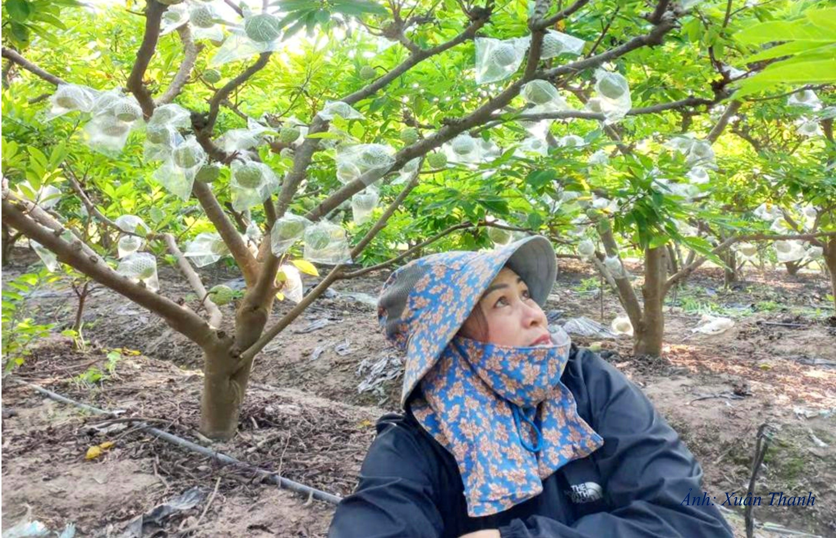 GN4. Nhiều hộ gia đình tại Bắc Ninh thoát hộ cận nghèo từ cây na