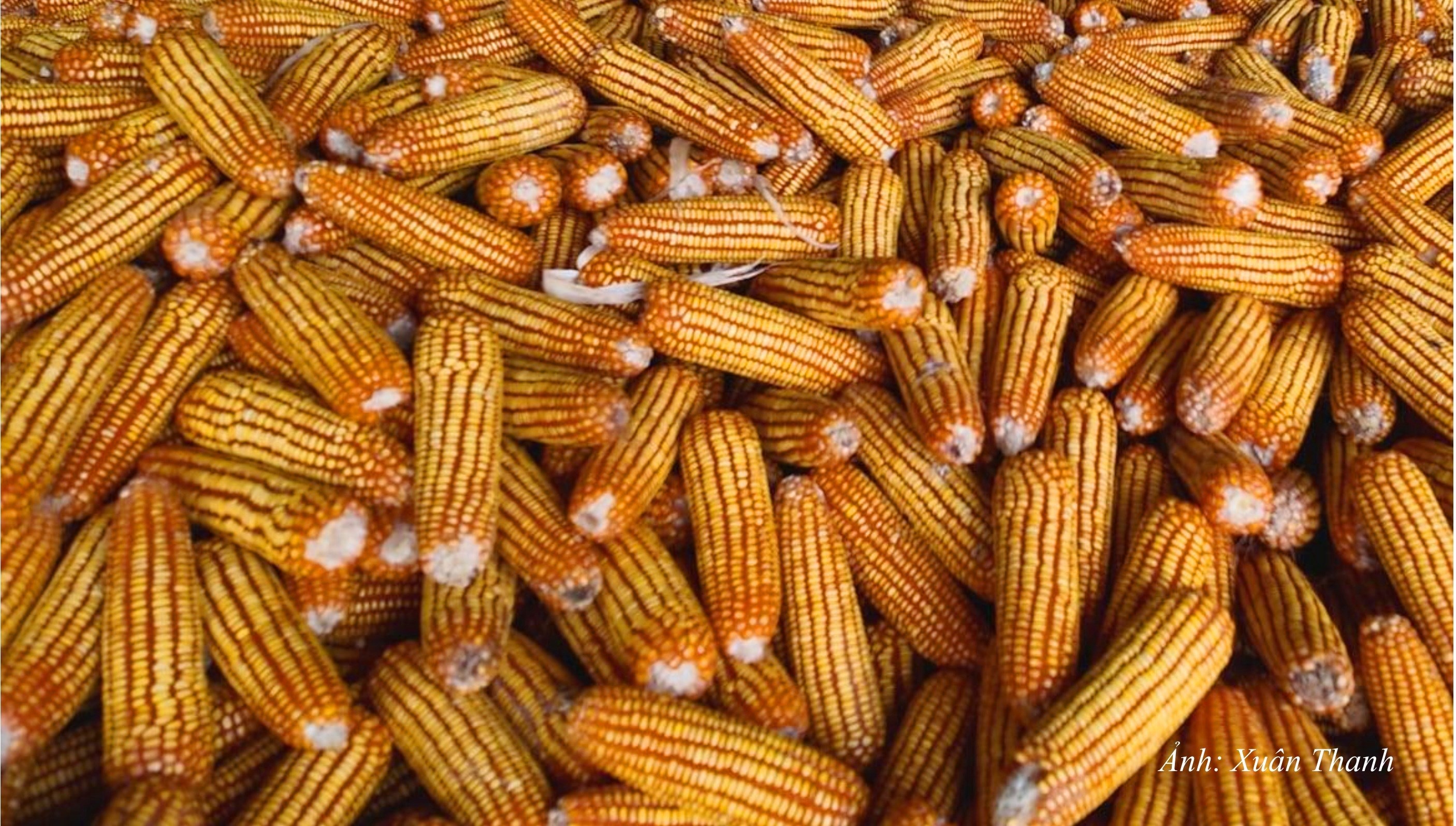 GN7. Cây ngô - Cây trồng nâng cao đời sống cho nhiều người dân tỉnh Sơn La