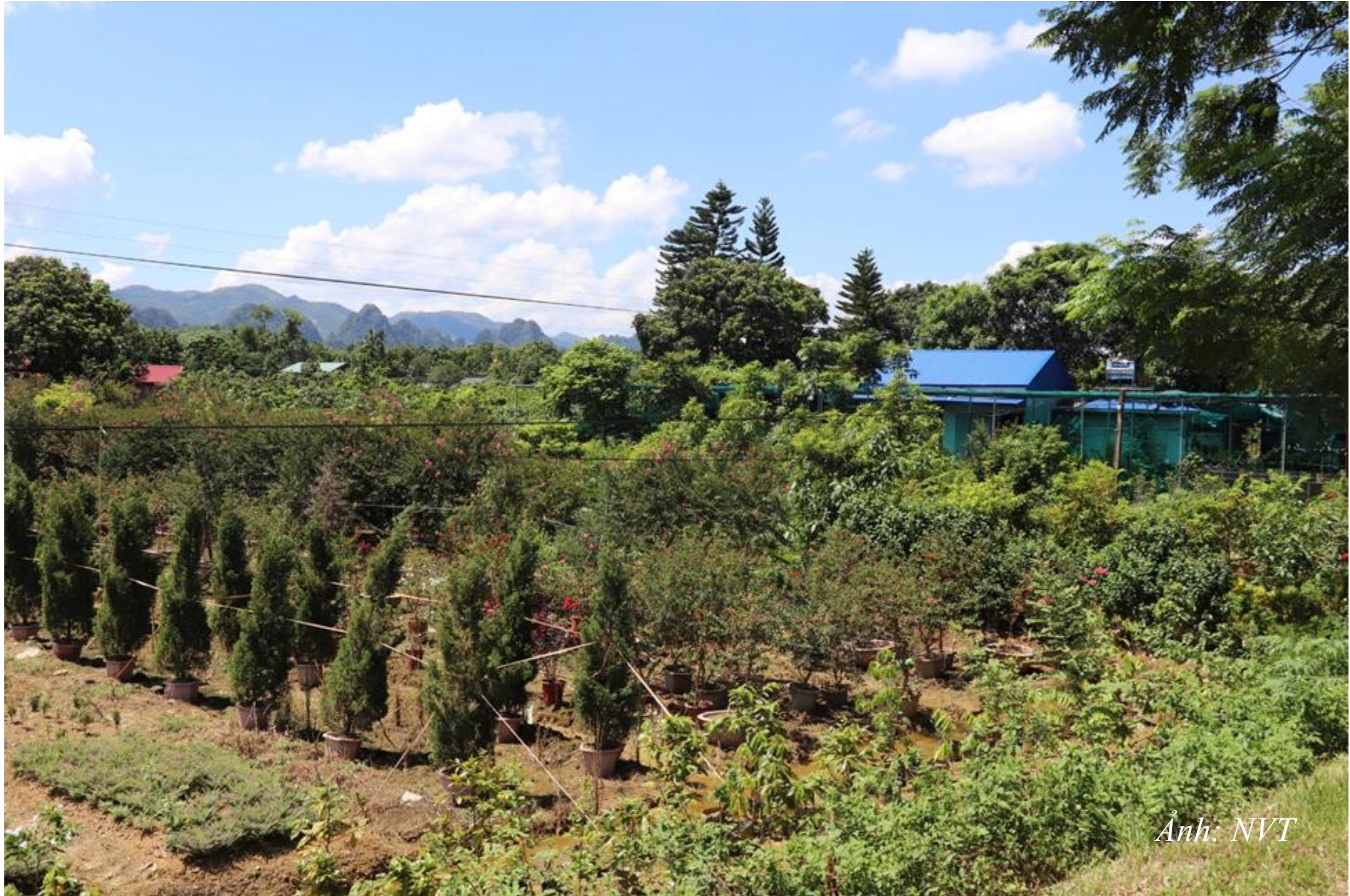 DT13. Vườn ươm cây tại Thôn Sấu Hạ góp phần nâng cao thu nhập cho người dân