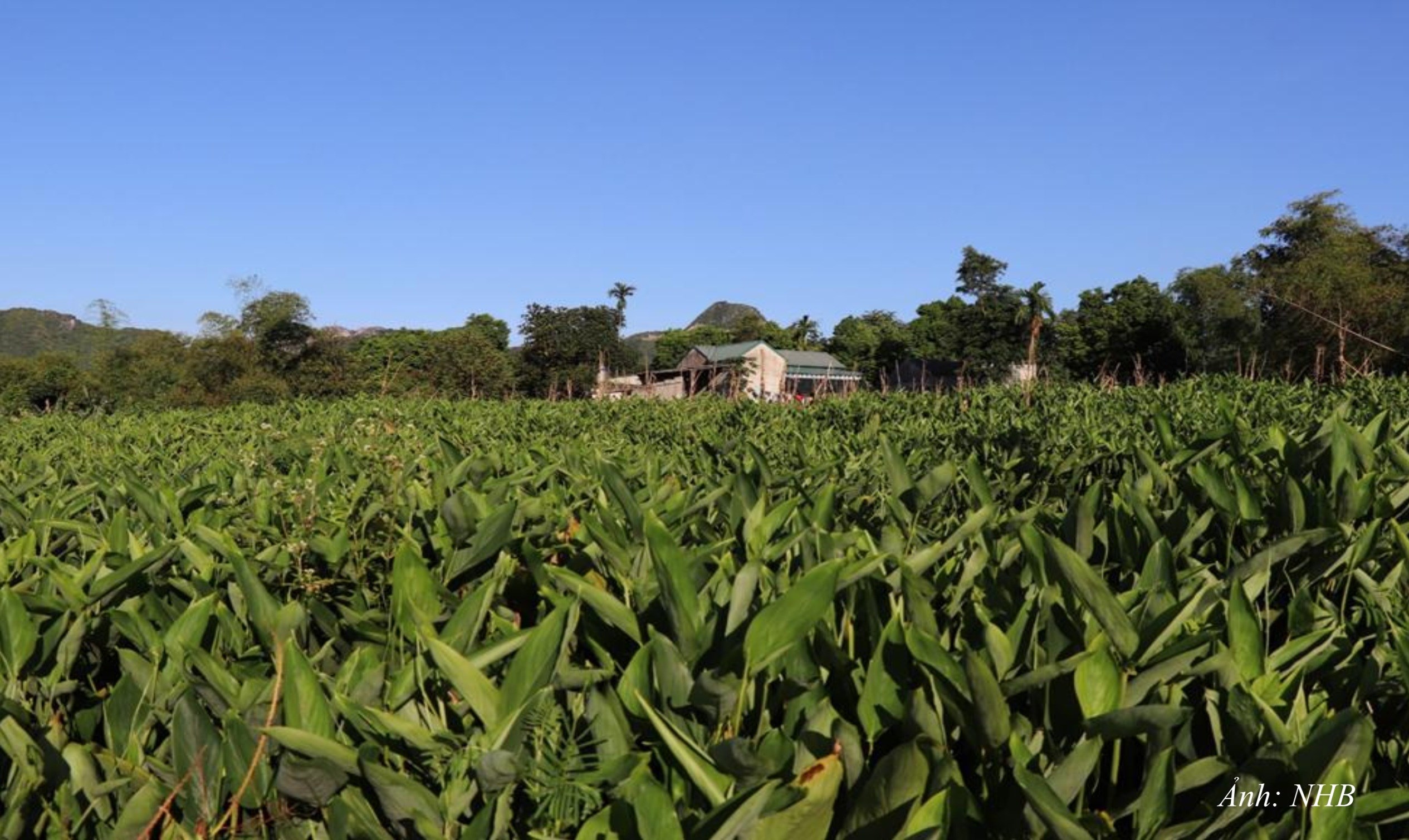 NT24. Nghệ mang lại thu nhập đáng kể cho nông dân xã Liên Sơn