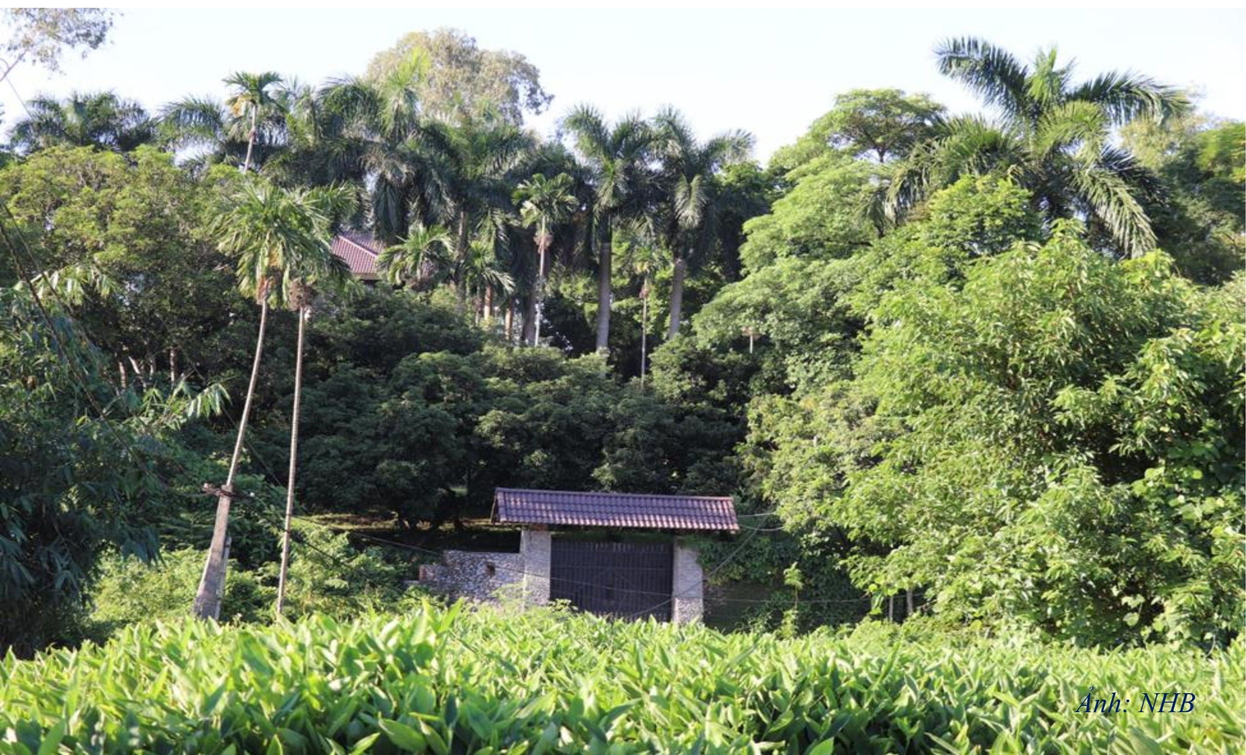 NT25. Biệt thự nhà vườn nằm dưới chân đồi trên địa bàn xã Liên Sơn