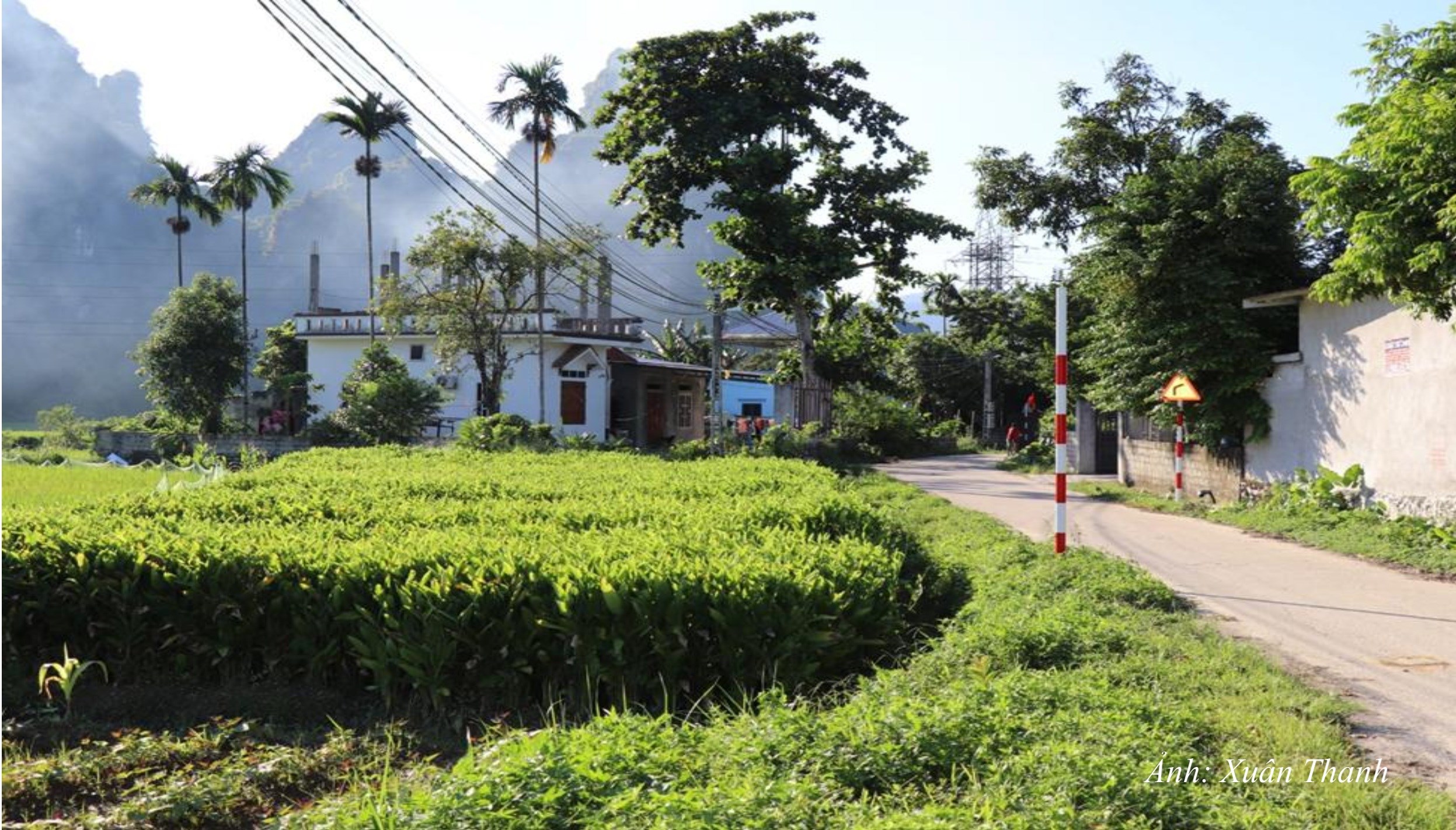 NT27. Một góc đường vào thôn được nhựa hoá