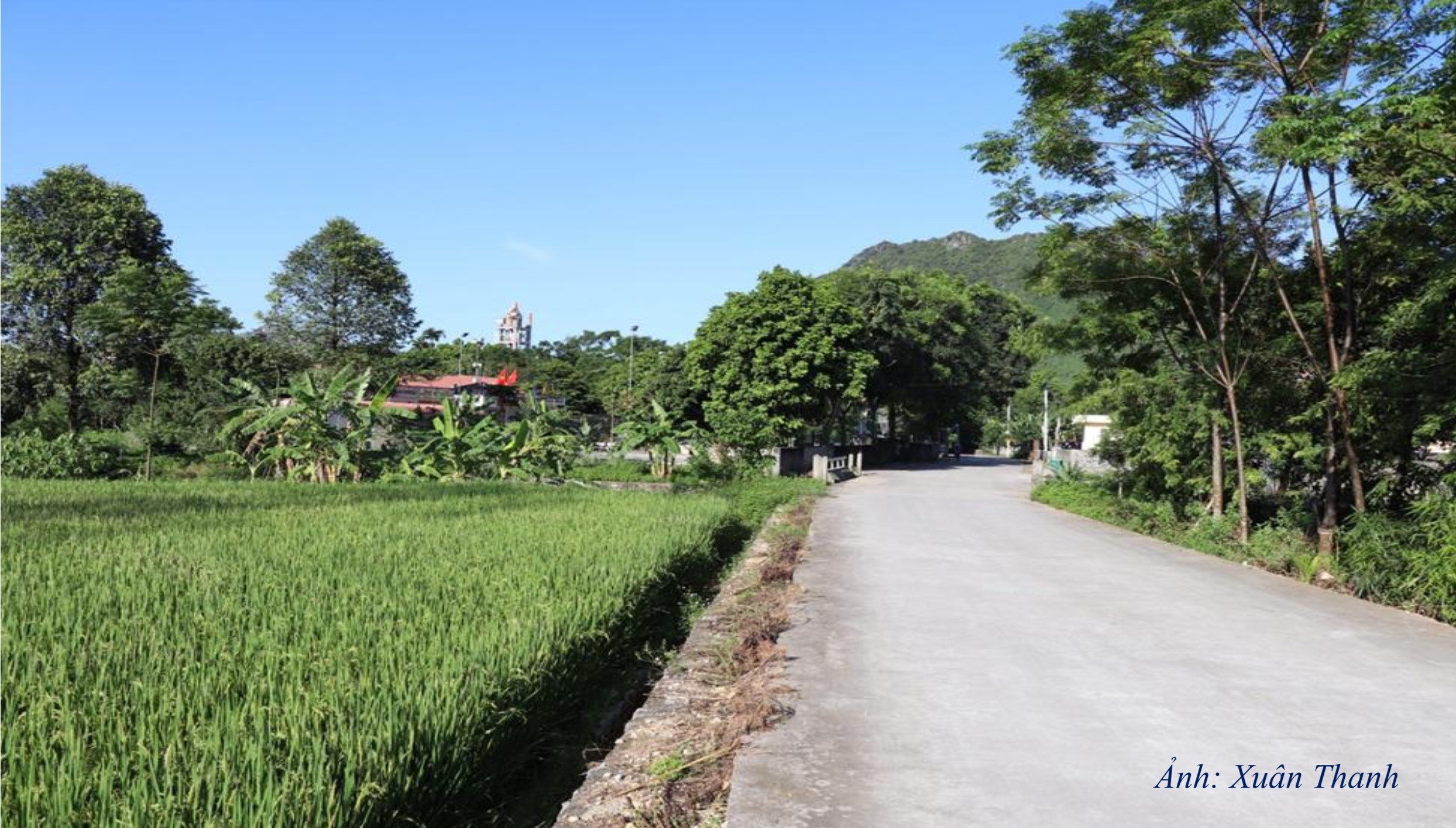 NT29. Đường làng Lộc Môn xanh, sạch, đẹp