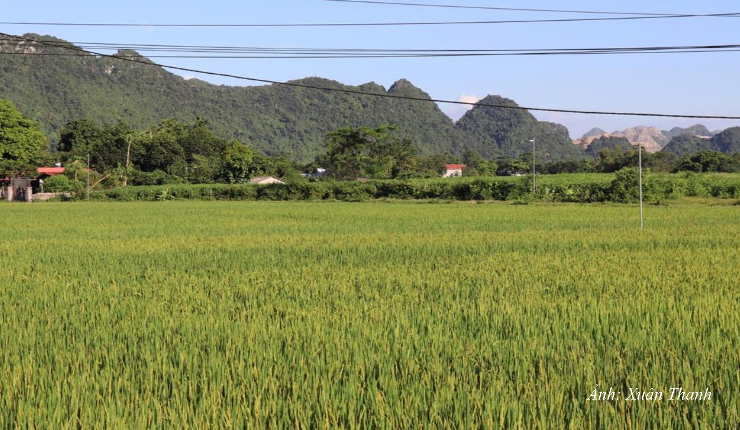 NT30. Cánh đồng lúa đang chín vàng báo hiệu được mùa