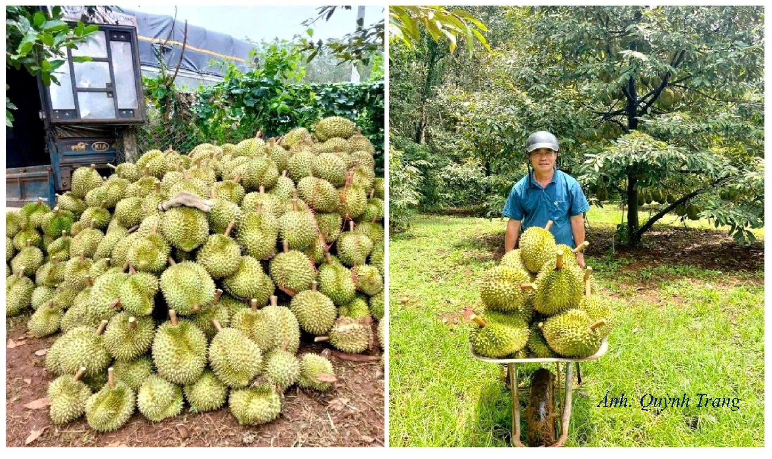 DT17. Sầu riêng mang lại thu nhập đáng kể cho nông dân xã Đak Pơ