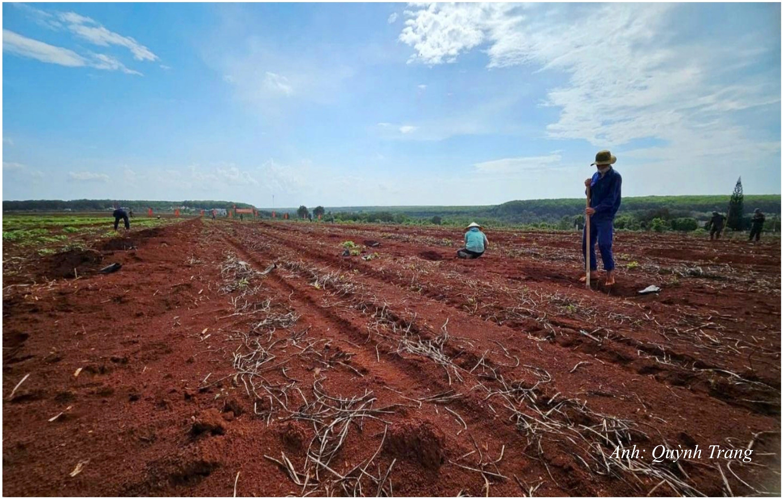 DT18. Nông dân xã Đắk Pơ chuẩn bị nương rẫy cho trồng cà phê vụ mới