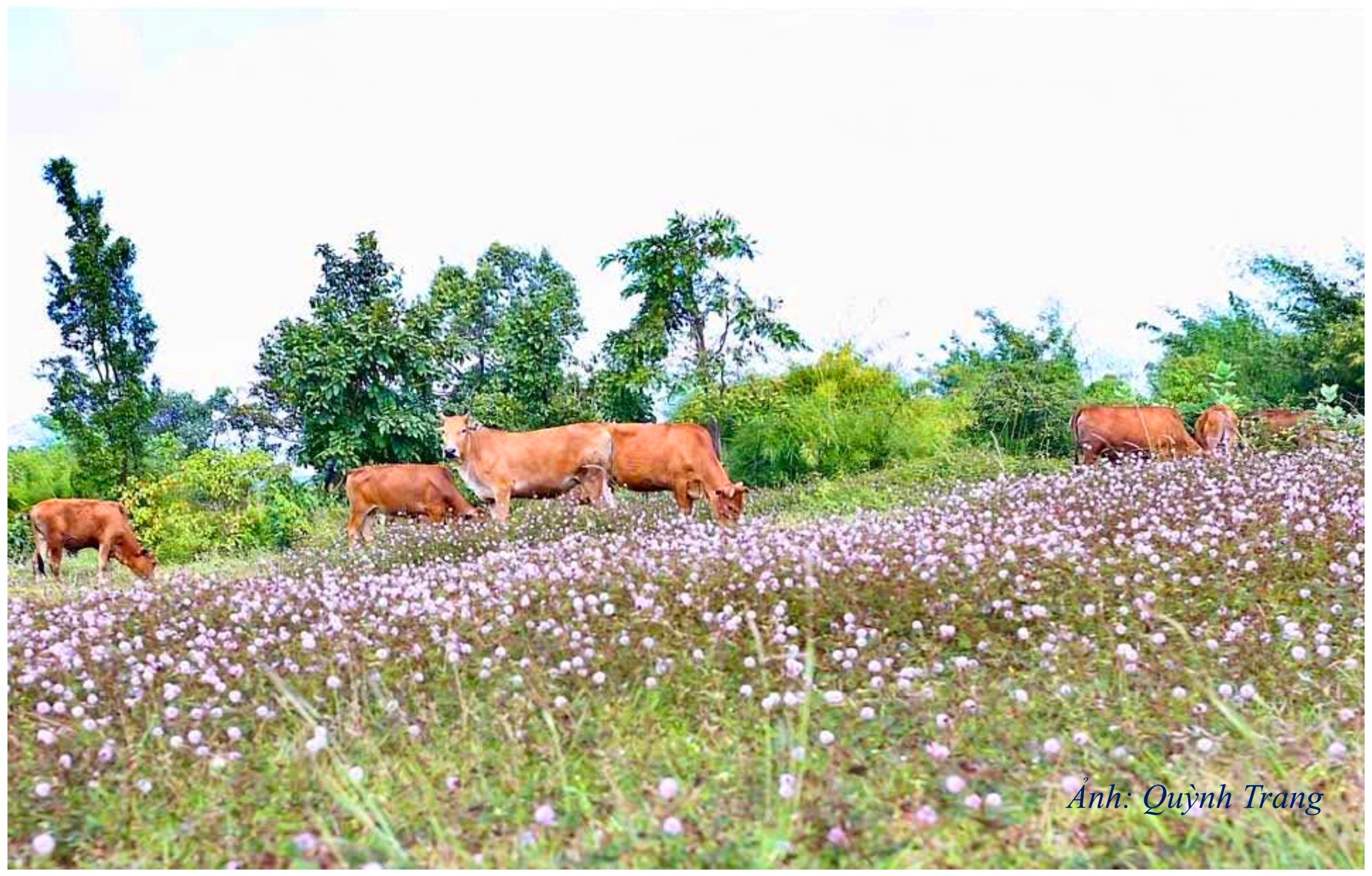 DT20. Phát triển chăn nuôi bò theo hướng thương phẩm ở xã Đak Đoa