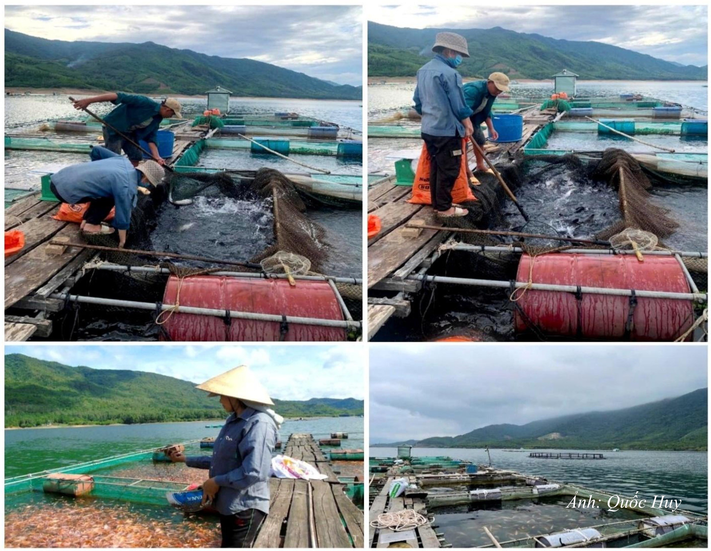 DT21. Người dân miền núi đi lên từ nuôi cá lồng trên lòng hồ thủy lợi Định Bình xã Vĩnh Thạnh