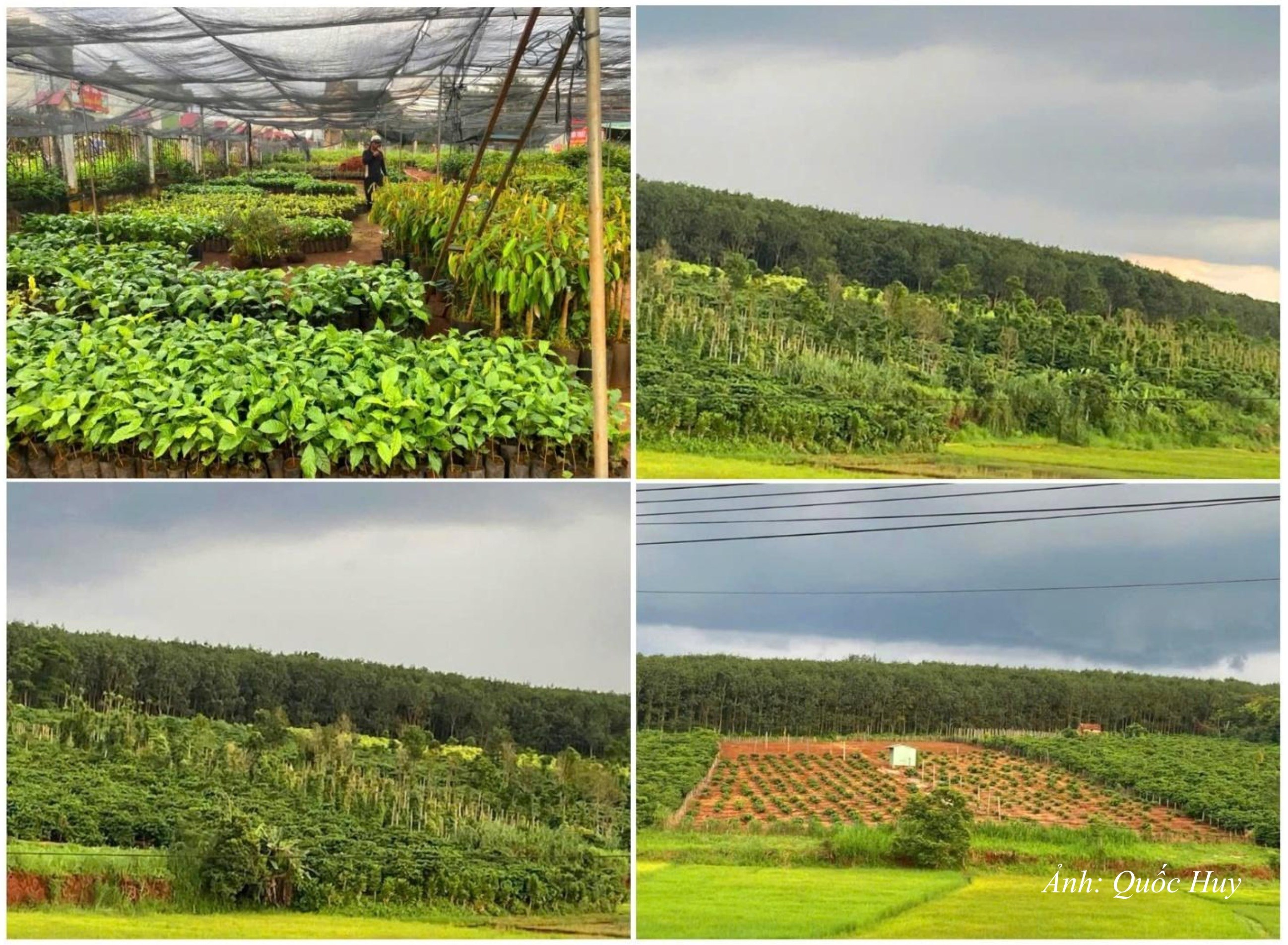 DT25. Vườn ươm giống cây trồng (cây cà phê, vú sữa...) của bà con xã Mang Yang