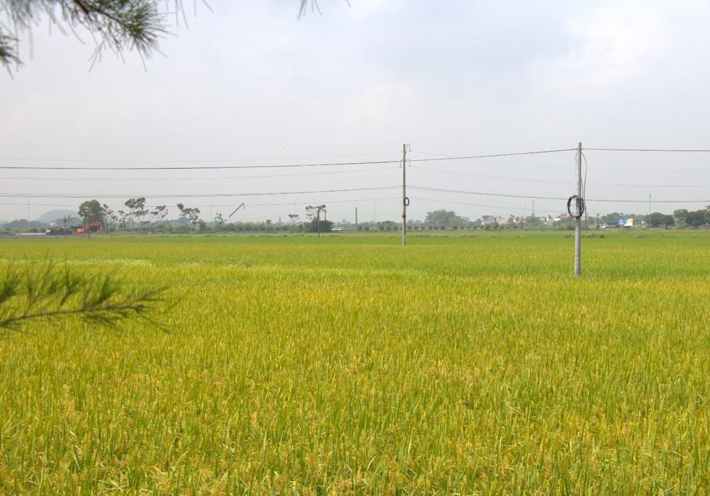 GN38. Lúa chín vàng trên cánh đồng thôn Thượng Phú