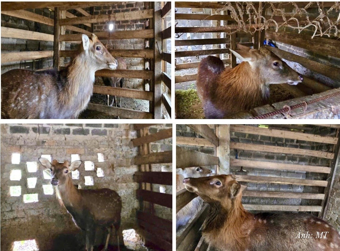 NT53. Trang trại nuôi ong, hươu, kết hợp với trồng cây hồng